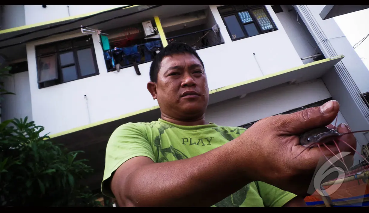 Seorang warga  menunjukan salah satu ikan lele hasil ternaknya di Rusun Marunda, Jakarta, Selasa (19/8/2014) (Liputan6.com/Faizal Fanani)