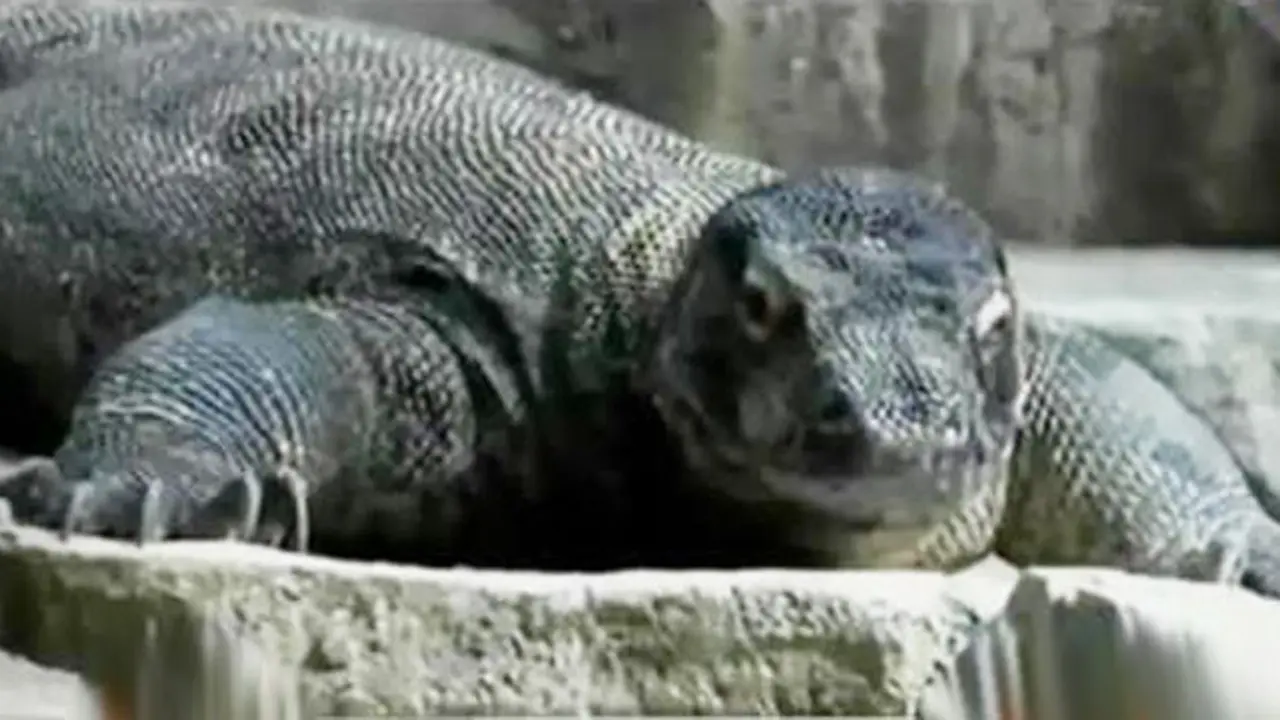 Komodo
