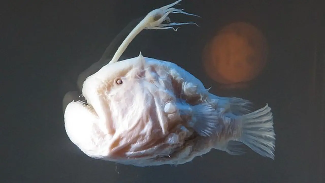 Pasific Footballfish (Sumber: Wikimedia Commons)