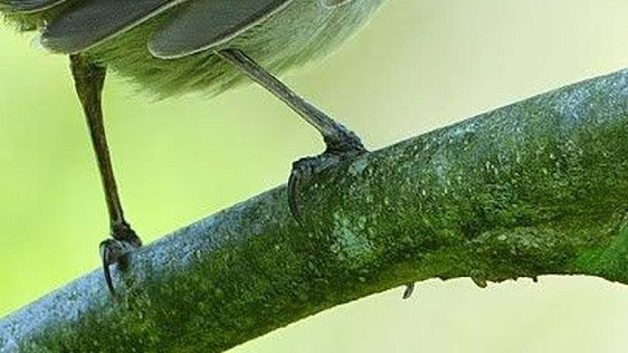 12. Gray Catbirds atau Burung Kucing Abu-abu<br>