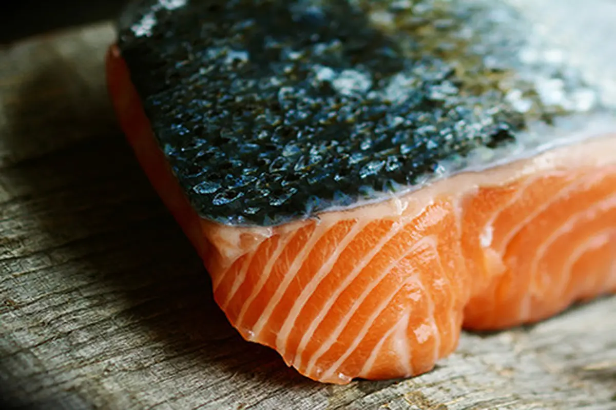 Ilustrasi ikan salmon
