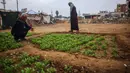 Meningkatnya beragam krisis termasuk risiko kelaparan mendorong para pengungsi memanfaatkan lahan tersisa di kamp pengungsian Bureij di Jalur Gaza tengah, salah satunya untuk pertanian. (Eyad BABA/AFP)