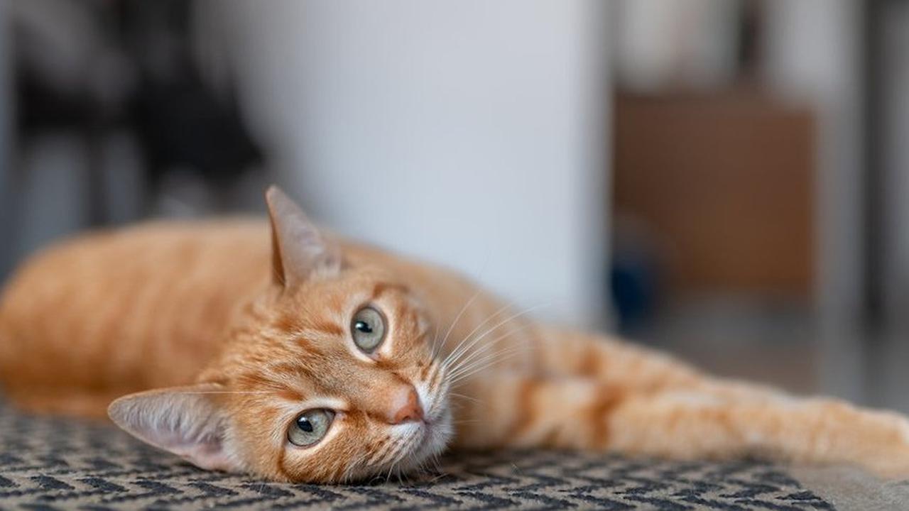 Mengapa Anjing dan Kucing Sering Mengikuti Pemilik ke Kamar Mandi?