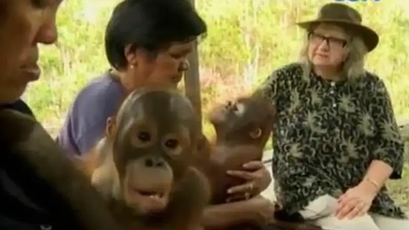 VIDEO: WNA Ini Pindah Kewarganegaraan Demi Selamatkan Orang Utan 