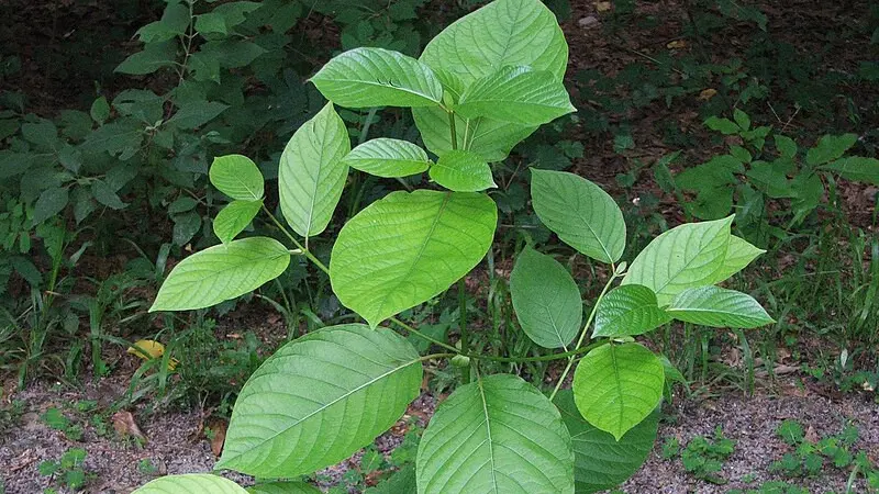 Tanaman kratom