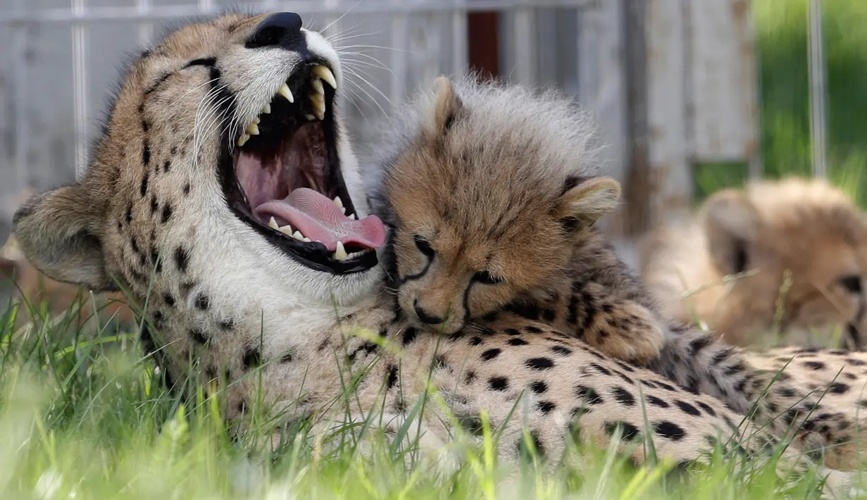 Bayi cheetah berinteraksi dengan induknya, Savannah, di Kebun Binatang Praha, Republik Ceko, Kamis (3/8). Lima ekor cheetah, 3 jantan dan 2 betina, dilahirkan pada 15 Mei 2017 lalu dan menambah total cheetah di kebun binatang ini. (MICHAL CIZEK/AFP)