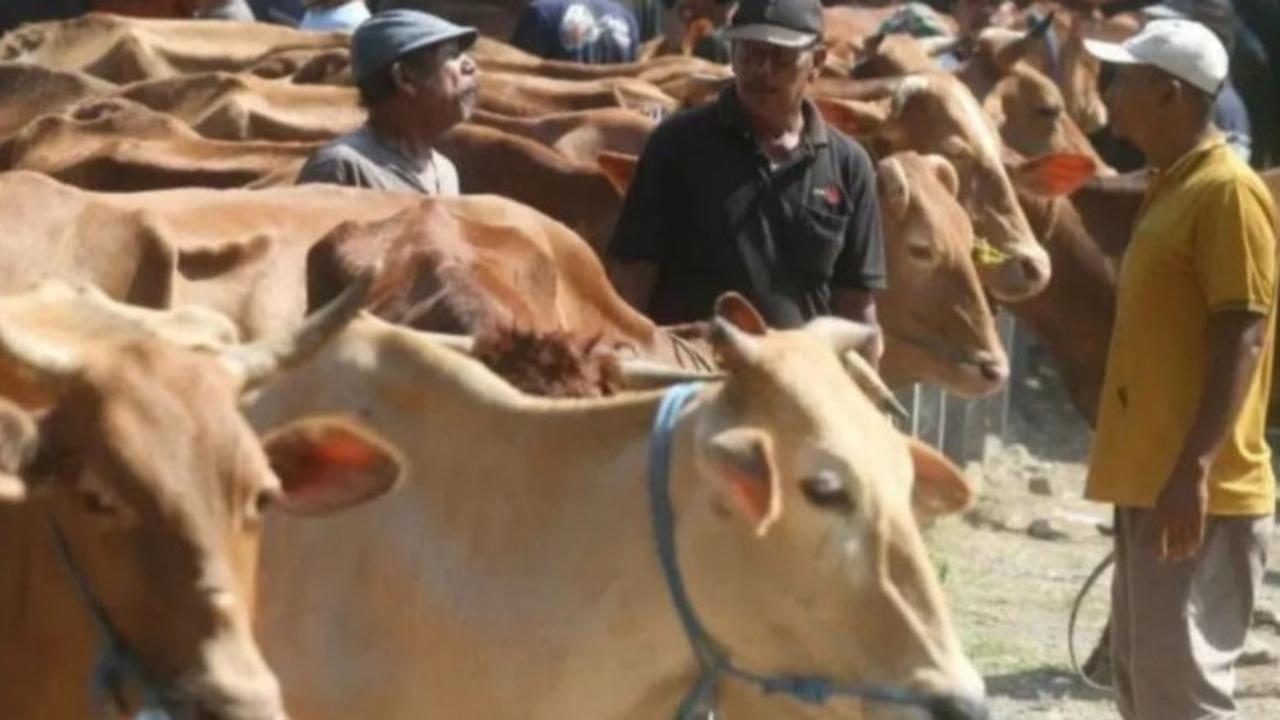 Riau Andalkan Pasokan Sapi Kurban dari Luar Daerah untuk Idul Adha 1446 H