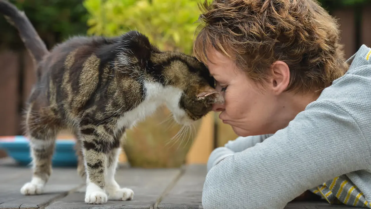 Haru, Pertemuan Kucing yang Hilang 13 Tahun dengan Tuannya