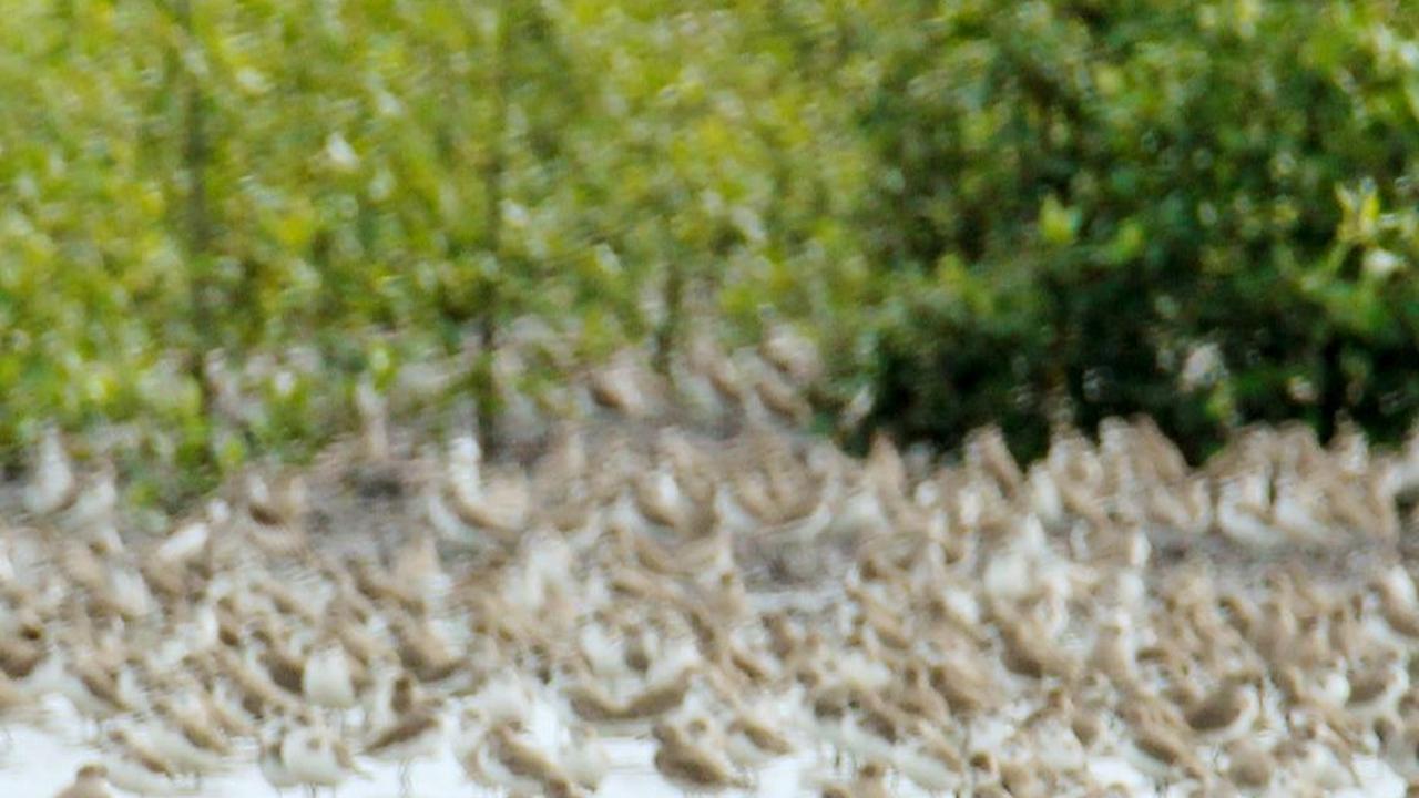 Taman Nasional Berbak Sembilang, Lahan Mangrove Terbesar di Indonesia Barat Bisa Melihat Tapir dan Burung Air