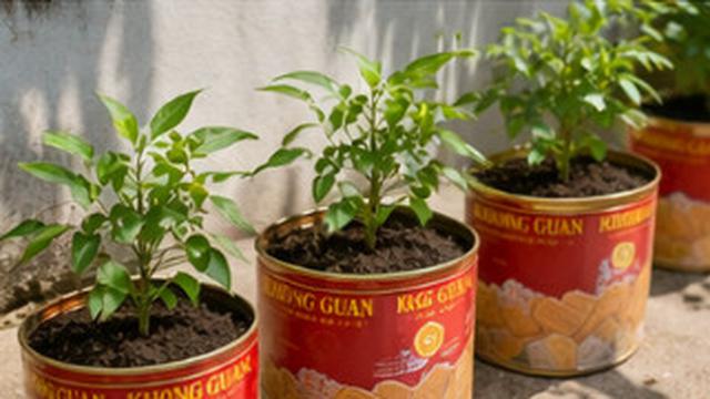 8 Barang Bekas yang Bisa Dipakai untuk Wadah Tanam Sayur, Sulap Rumah Jadi Hijau