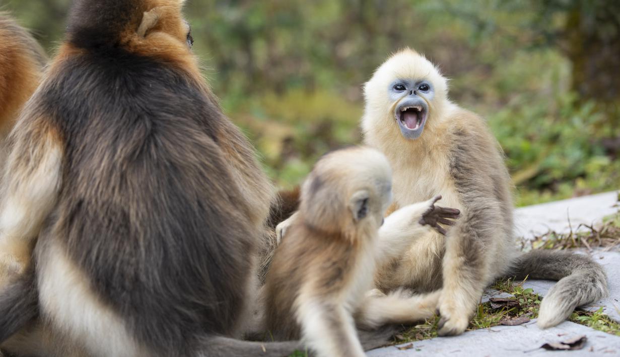 FOTO Tingkah Monyet Emas di Taman Nasional Shennongjia 