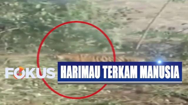 Berita Harimau Mangsa Warga Hari Ini Kabar Terbaru Terkini Liputan6 Com
