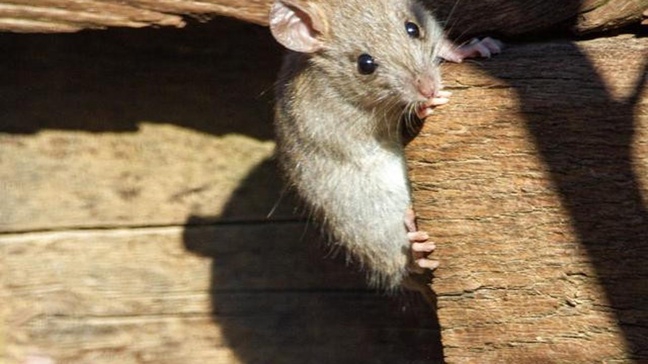 9 Cara Mencegah Tikus Kembali ke Rumah Setelah Diusir, Dijamin Efektif