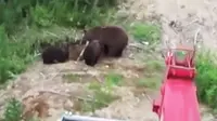 Anjing Kecil Selamatkan Sekelompok Pekerja yang Diserang Beruang