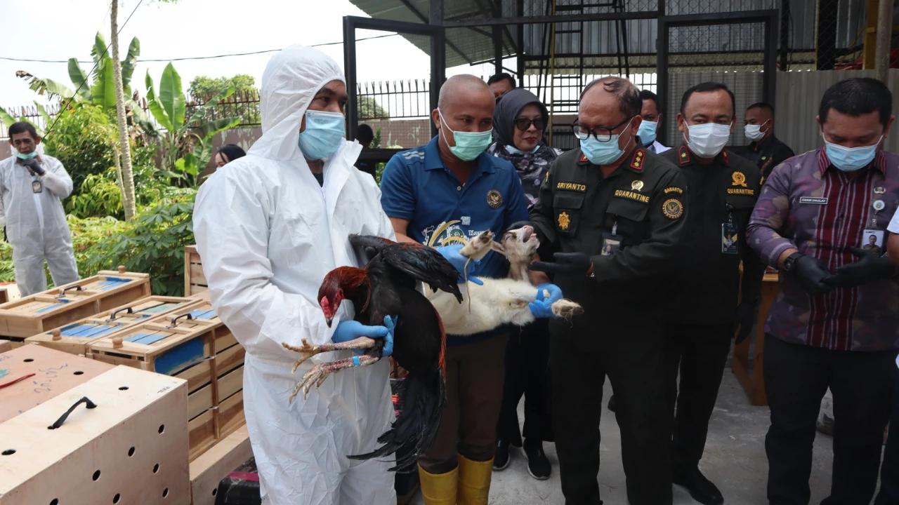 Karantina Sumut Musnahkan 173 Ayam Bangkok dan 20 Kambing Pigmi Ilegal Asal Thailand
