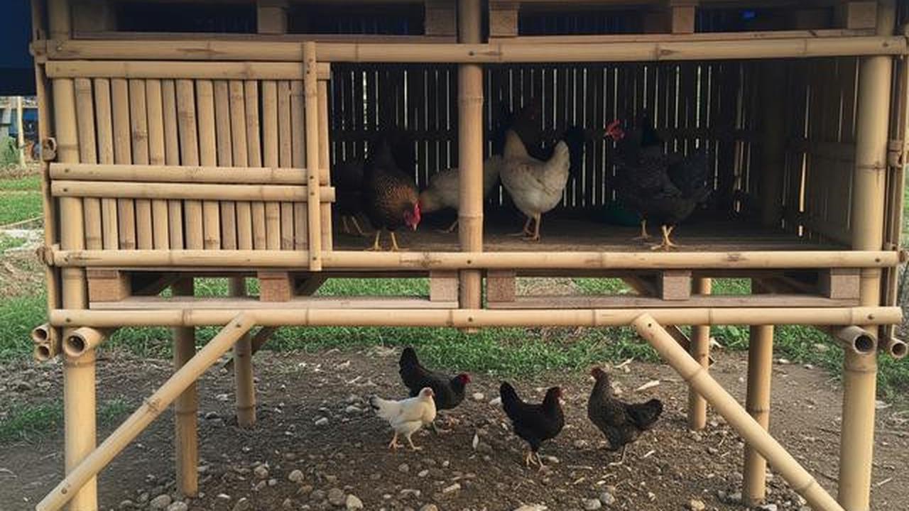 7 Model Kandang Ayam Modal di Bawah Rp500 Ribu untuk Ketahanan Pangan Keluarga