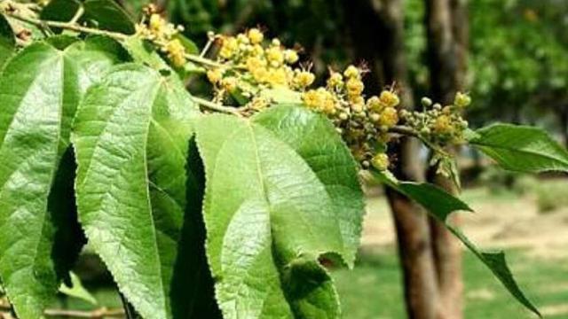 Tanaman obat Daun Jati Belanda