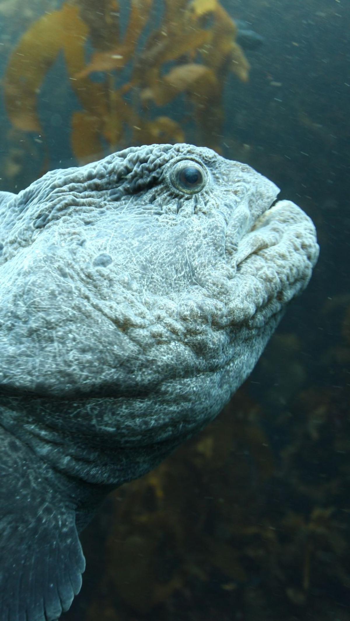 3. Karakter Unik Wolf Eels<br>
