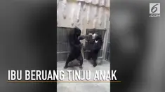 Hal mengejutkan terjadi saat ibu beruang madu diketahui ingin melahirkan. Secara tiba-tiba ia meninju anaknya.