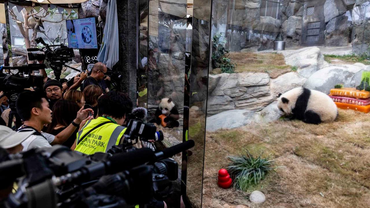 FOTO: Lucunya Panda Kembar De De & Jia Jia Rayakan Ulang Tahun Pertama di Hong Kong