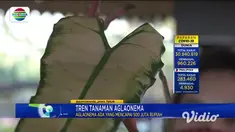 Tren tanaman hias Aglaonema saat pandemi Covid-19 membuat omzet pedagang tanaman melonjak tinggi. Meski mendapat untung yang besar, mereka harus berburu dagangan hingga antre lebih dari 6 jam untuk memilih berkebun tanaman hias aglaonema.