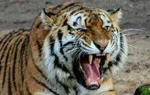 Trivia Harimau Sumatera: Polisi Imbau Warga Lampung Barat Waspada Serangan Harimau di Hutan Malam Hari