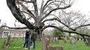 Pria bernama Keith Keiling dan Bobby Keiling membuat penyanggah untuk menahan batang pohon Oak berusia 600 tahun yang mulai gugur di Basking Ridge Presbyterian Church di Bernards, New Jersey (21/4). (AP Photo/Julio Cortez)