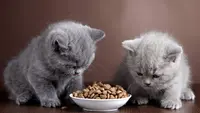 Pawrents Wajib Tahu! Ini Snack Kucing Kaya Nutrisi yang Disukai Banyak Anabul