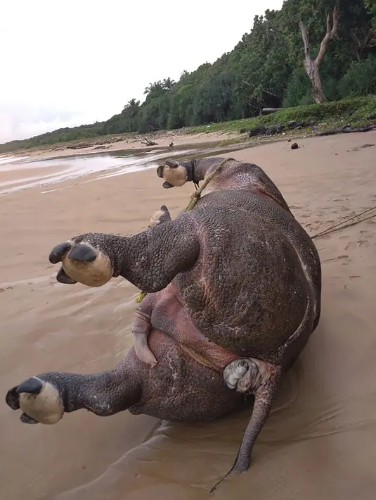 Foto yang dirilis 26 April 2018 memperlihatkan badak bercula satu yang ditemukan mati di Pantai Karang Panjang, Taman Nasional Ujung Kulon. Setelah dilakukan identifikasi, badak jantan tersebut diprediksi mati tiga hari sebelum ditemukan. (AFP Photo)