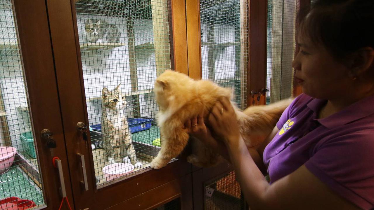 Tempat Penitipan Kucing Mulai Ramai Jelang Lebaran