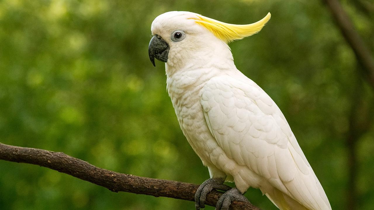Populasi Burung Kakatua Kecil Jambul Kuning di Nusa Penida Tinggal Satu Ekor