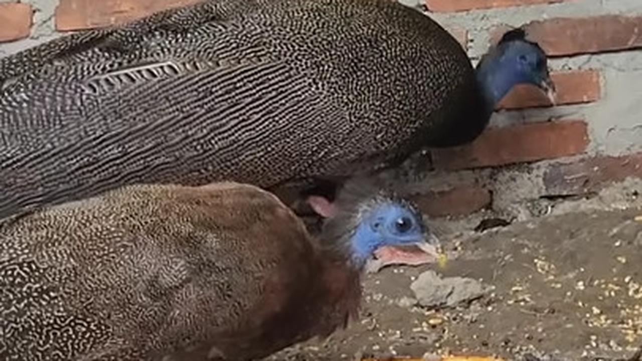 Burung Kuau Raja