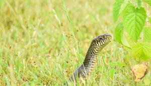 Ilustrasi Ular. (Unsplash -&nbsp;RAHUL DESHMUKH)