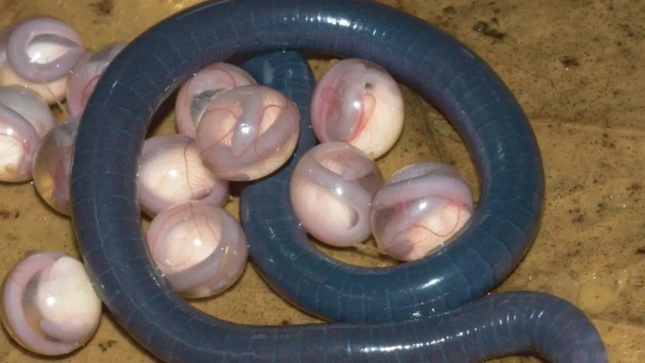 Telur Caecilian