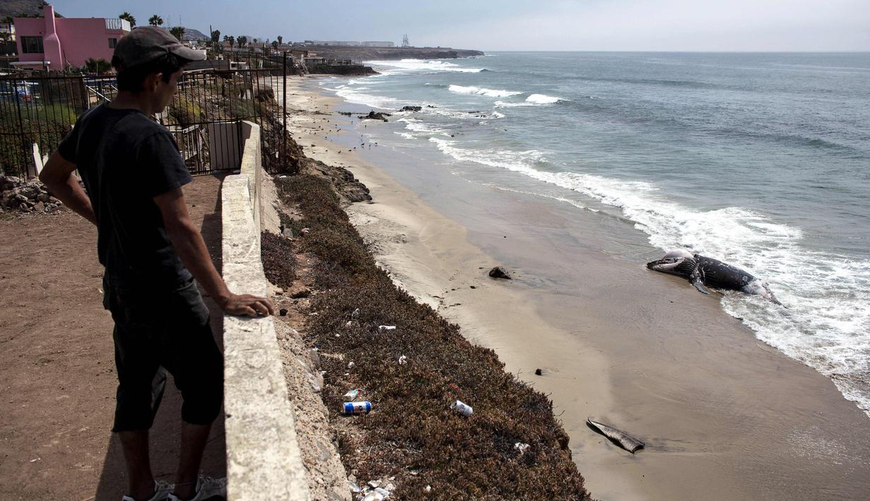 Warga melihat bangkai paus kelabu di Pantai Maria Martha, Baja California, Meksiko (12/9). Bangkai paus dengan kondisi perut tersobek jadi perhatian warga sekitar di lokasi tersebut. (AFP Photo/Guillermo Arias)