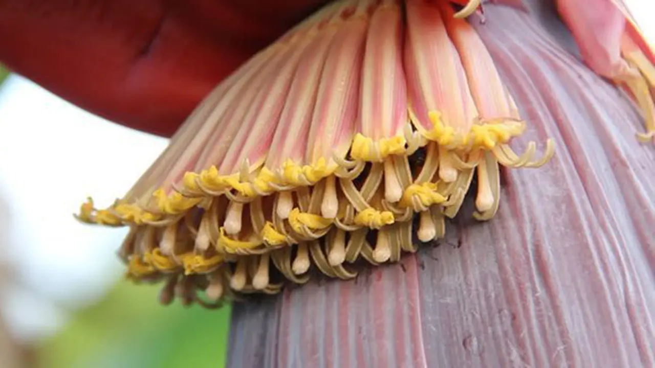 Mengolah jantung pisang./Copyright shutterstock.com