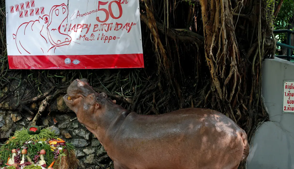 Seekor kuda nil betina bernama Mali merayakan ulang tahun ke-50 di Kebun Binatang Dusit, Bangkok, Thailand, Jumat (23/9). (REUTERS / Chaiwat Subprasom)