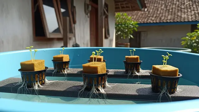 Cara Membuat Hidroponik dari Baskom