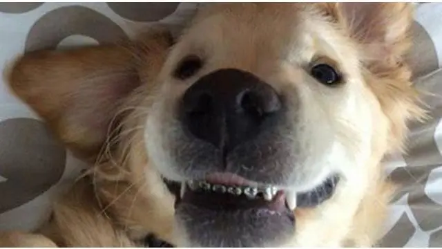 Kawat gigi ini berguna bagi anjing lucu tersebut untuk menutup mulutnya agar lebih rapat.
