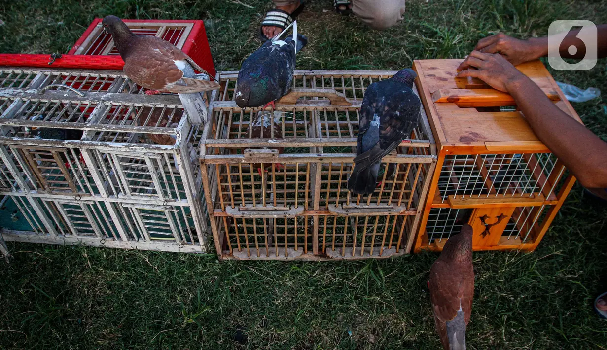 Warga mengamati burung merpati balap sebelum melatih ketangkasannya di pinggiran Kanal Banjir Barat, Petamburan, Jakarta, Jumat (25/9/2020). Kegiatan tersebut dimanfaatkan warga untuk mengisi waktu luang saat pemberlakuan Pembatasan Sosial Berskala Besar (PSBB) Jakarta. (Liputan6.com/Faizal Fanani)