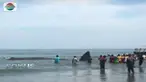 Selain menyiram air ke tubuh paus, sejumlah warga lainnya mencoba mendorongnya ke tengah laut.