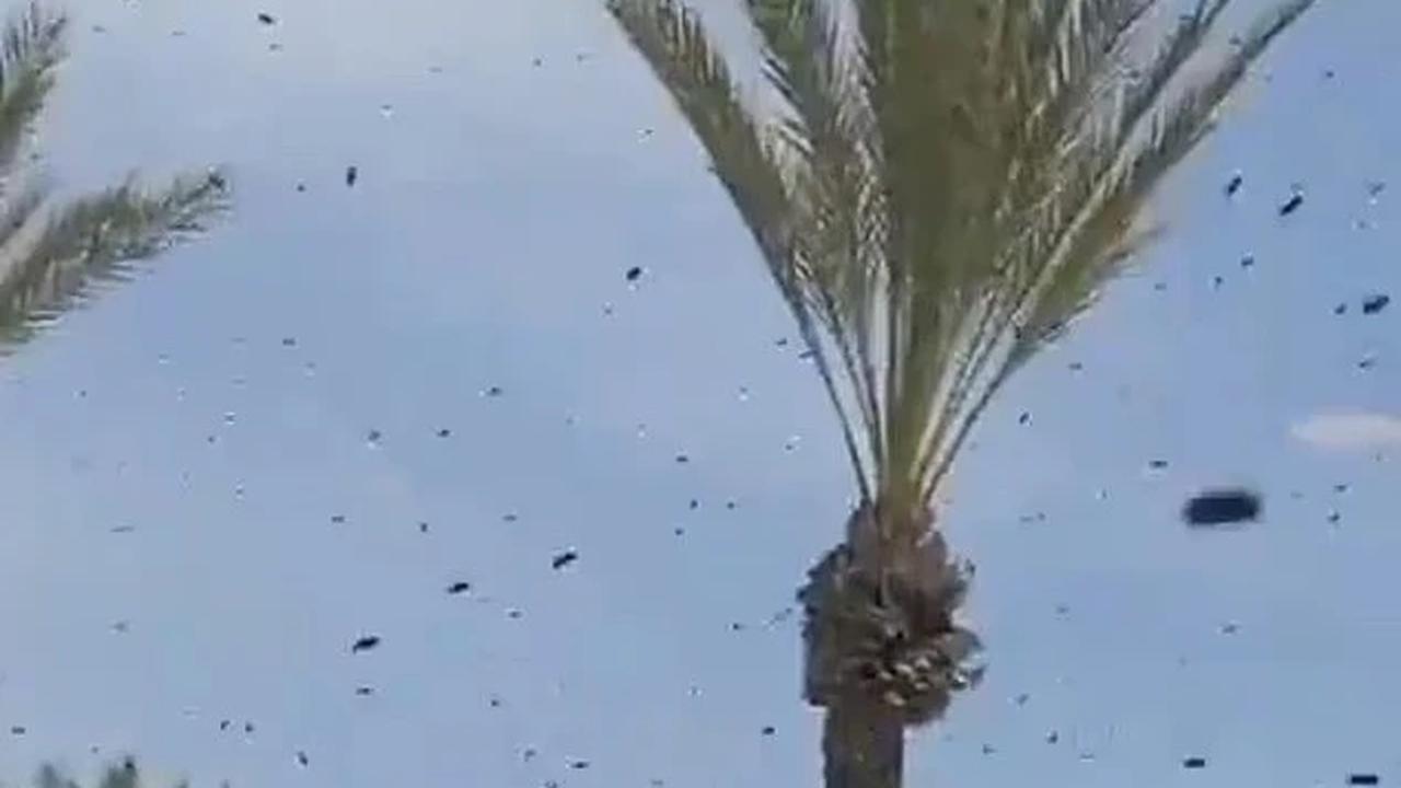 lebah di langit tel aviv