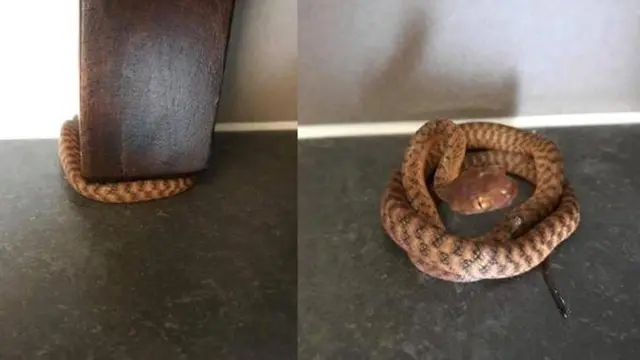 Foto ini viral usai diunggah oleh akun Facebook Sunshine Coast Snake Catchers yang nyatanya banyak warganet tak bisa menemukan ular tersebut.