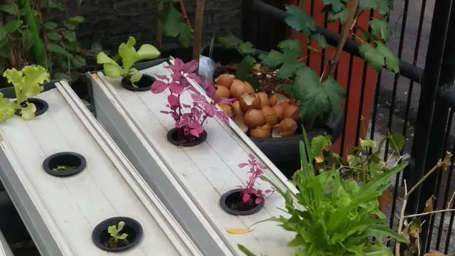 Urban Farming