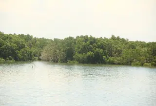 Penyusutan Tahura Ngurah Rai Bali