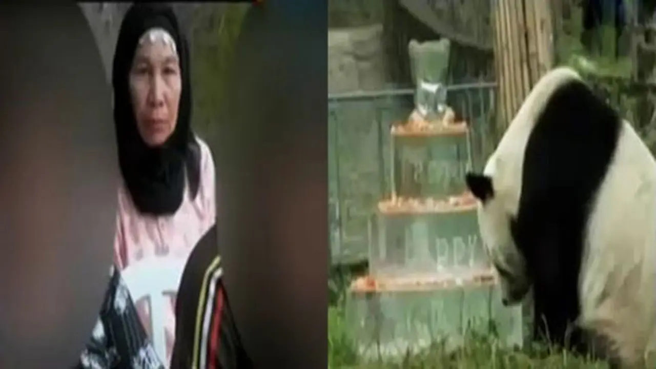 Pemukulan Siswa SD hingga HUT Panda Pan Pan ke-30