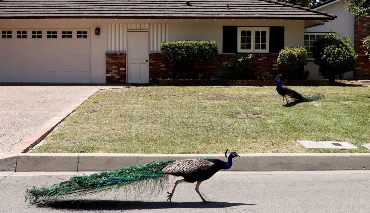 Burung merak berjalan di dekat sebuah rumah di Arcadia, California, Selasa (8/6/2021). Dewan Pengawas Los Angeles County sedang mempersiapkan pemungutan suara tentang peraturan yang melarang memberi makan merak secara sengaja dengan denda $1000 atau enam bulan penjara. (Mario Tama/Getty Images/AFP)