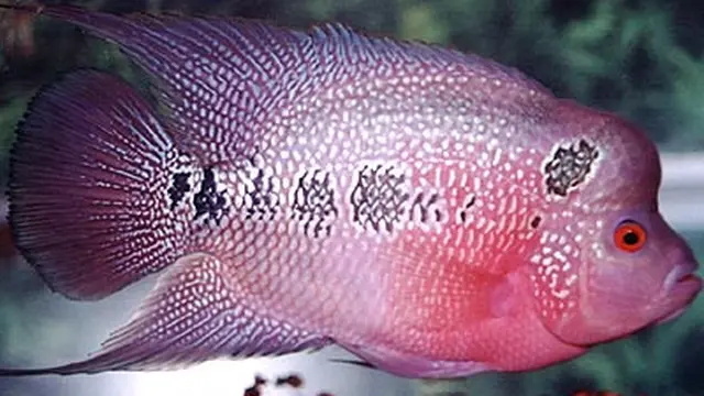 Ilustrasi Ikan Louhan