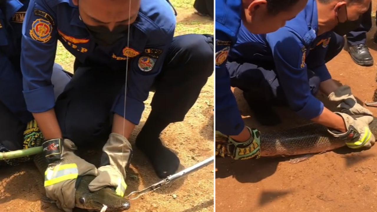Viral Aksi Damkar Evakuasi Ikan Aligator di Kolam Sekolahan, Curi Perhatian