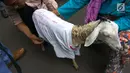 Seekor kambing yang dibawa pengacara Razman Arif Nasution bersama kliennya, Putri Stagi ke Polda Metro Jaya, Rabu (29/11). Putri Stagi mengaku sakit hati karena diminta tes DNA dengan seekor kambing oleh pengacara Ferry Juan. (Liputan6.com/Nafiysul Qodar)